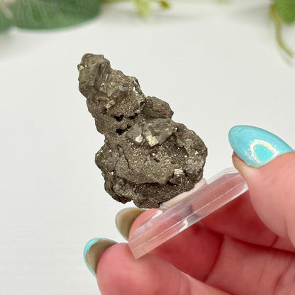 Pyritized Wood Specimen