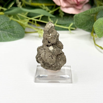 Pyritized Wood Specimen