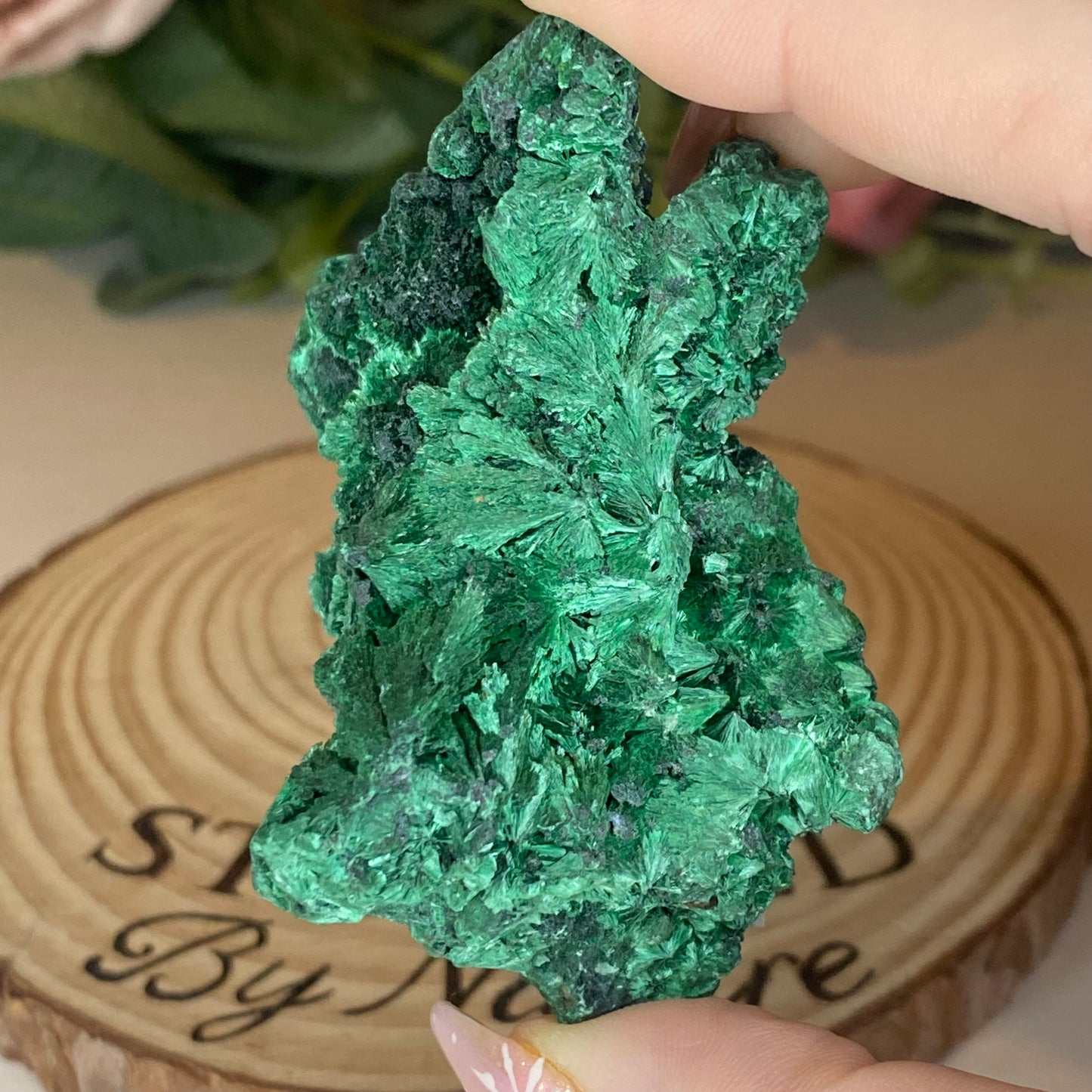 Velvet Malachite